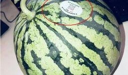 纸飞机网红吃瓜,揭秘娱乐圈幕后风云